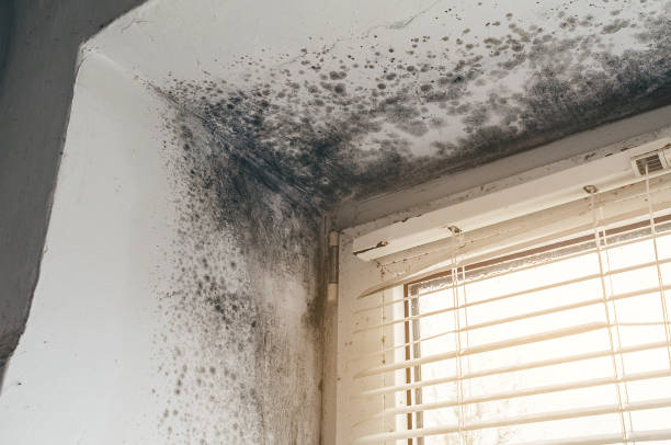 Affordable Mold Remediation solutions in Mesquite, TX